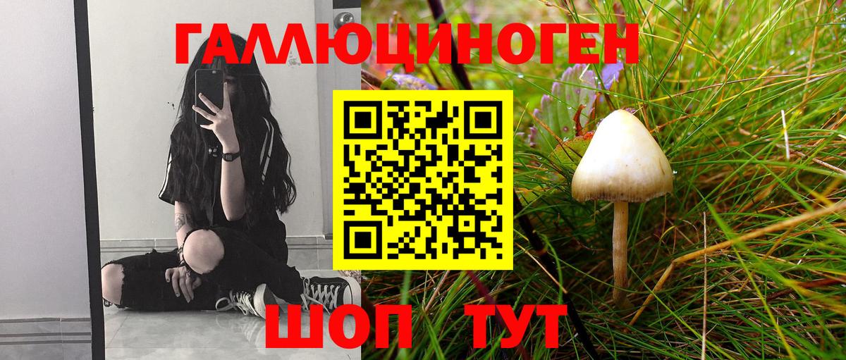 Псилоцибиновые грибы Psilocybine cubensis  Видное  Галлюциногенные грибы Psilocybine cubensis 